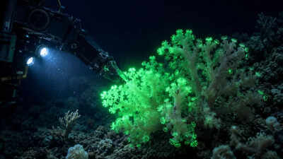 Hidden inside the Pacific: This newly discovered coral flashes green when disturbed by deep-sea robots
