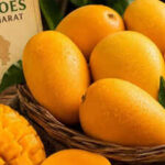 How Gujarat’s Kesar mangoes became a seasonal favourite in London Heathrow |