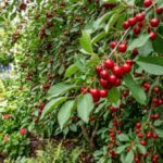 Forget the fence: 7 beautiful fruit trees that double as privacy screens