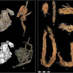 Inside a cave older than Egypt’s pyramids: 12,000-year-old stitched piece of elk hide may be the world’s oldest clothing