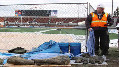 In 2016, stadium crews digging in Oregon found giant bones that revealed an Ice Age world beneath the field