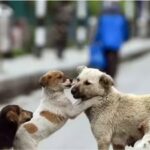 Supreme Court rejects plea to stay earlier order on stray dogs; cites 'absence of sustained efforts' by states