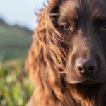 Otto Royal Family Dog: Meet Otto, the new member of British royal family who just turned 1