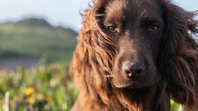 Otto Royal Family Dog: Meet Otto, the new member of British royal family who just turned 1
