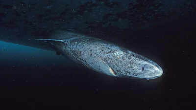 Scientists say this 'sleepy' shark may be the oldest living vertebrate on Earth