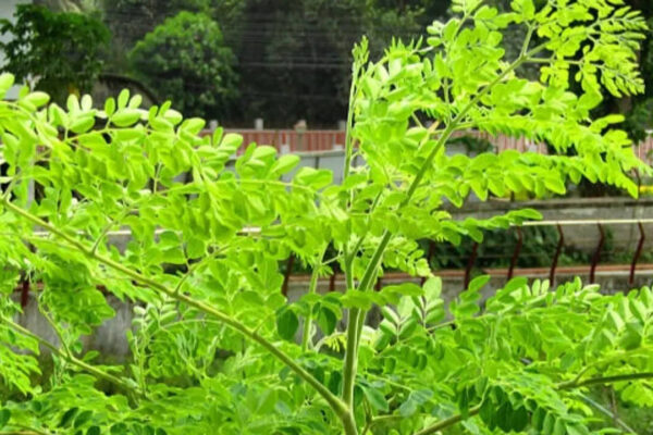 How to grow moringa tree at home (Simple Step-by-Step Guide for Beginners)