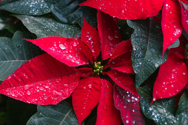 5 Plants that can be deadly for your pet dog