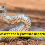 10 countries with the highest snake populations and what travellers must know before visiting