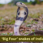 The ‘Big Four’ snakes of India and where travellers can spot them in the wild