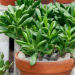 5 simple and mindful steps for office goers to grow jade plants that attract prosperity and positivity