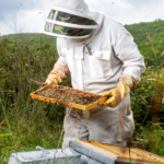 ​Beehive in your garden? Safe removal, natural repellents and eco-friendly control tips that work​