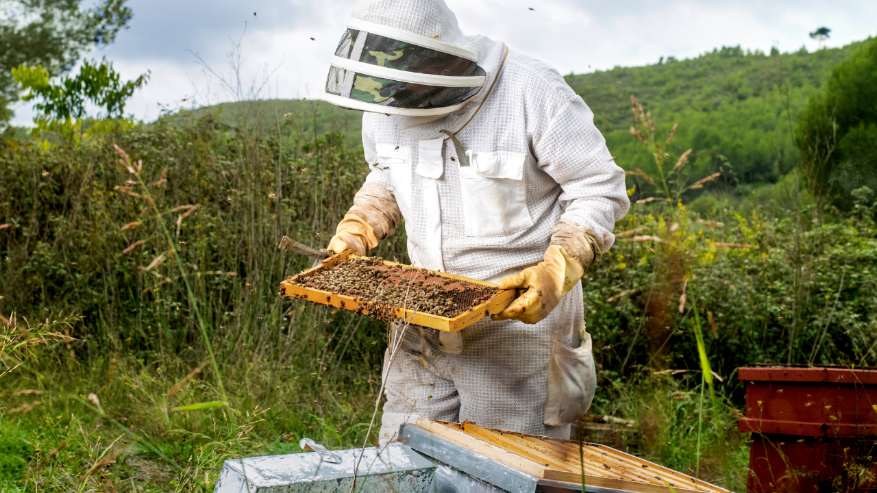 ​Beehive in your garden? Safe removal, natural repellents and eco-friendly control tips that work​