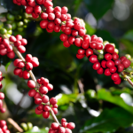 Plants thought to be native to India but were actually brought from foreign countries