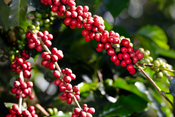 Plants thought to be native to India but were actually brought from foreign countries