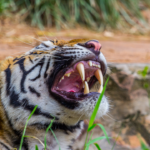 5 common tiger safari mistakes tourists make and how to avoid them