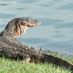 How to keep them away from your home and garden