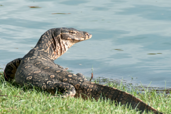 How to keep them away from your home and garden