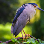 5 stunning birds that visit India every summer