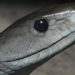 How to identify a Black mamba snake in your home and garden