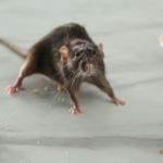 Can common mice found in homes and gardens spread hantavirus