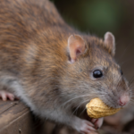 Simple ways to smartly keep rats out of your house
