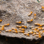 5 effective ways to help remove termites and save your wooden interiors just in time
