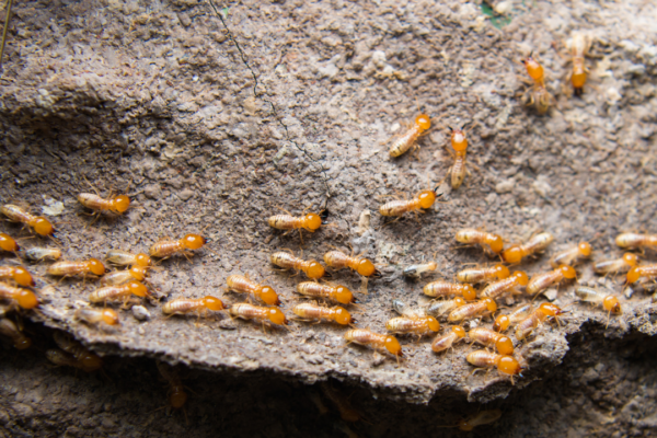 5 effective ways to help remove termites and save your wooden interiors just in time