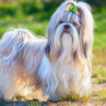 5 elegant dog breeds that were part of royal families