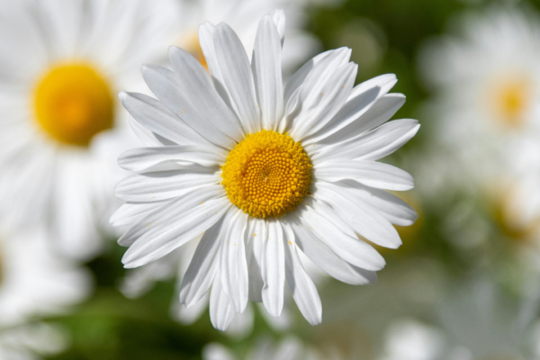 5 stunning flowering plants that can cause Hay Fever