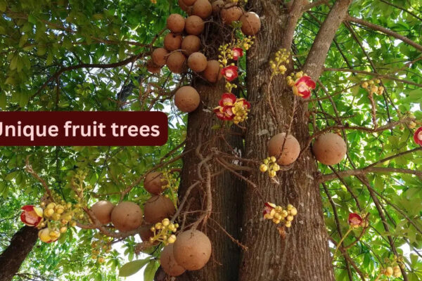 From snake fruit to jabuticaba; 10 unique fruit trees around the world and where travellers can find them