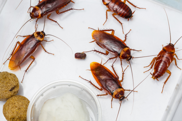 Want to get rid of cockroaches from home? 5 simple remedies to keep the roaches away and prevent infection