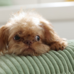 5 adorable dog breeds that stay puppy-sized forever