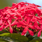 How to grow butterfly-friendly native plants in Indian city home gardens
