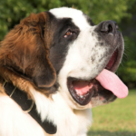5 adorable pet dog breeds that grow tall and large