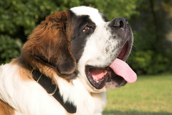 5 adorable pet dog breeds that grow tall and large