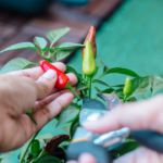 How to grow chillies in grow bags for maximum harvest