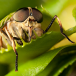 5 effective ways to keep house flies away from home and prevent yourself from falling sick
