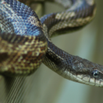 5 most alluring grey snakes in the world
