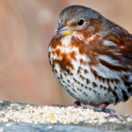 5 eye-catching sparrow birds every nature lover should know