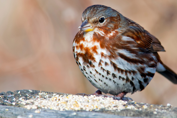 5 eye-catching sparrow birds every nature lover should know