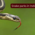 5 snake parks in India where travellers can spot rare and venomous species and how to reach them