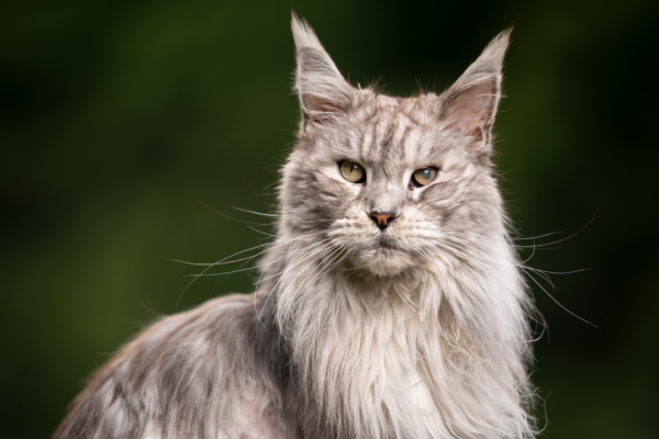 5 cat breeds that look majestic and regal