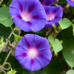 5 most attractive and colourful flowering vines that add charm to your home