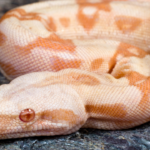 5 most amazing pink snakes found across the world