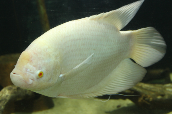 5 beautiful and popular aquarium fish for beginners