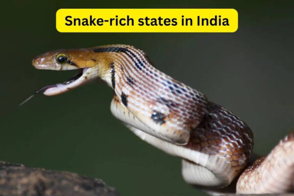 7 snake-rich states in India and what every wildlife traveller should know about them