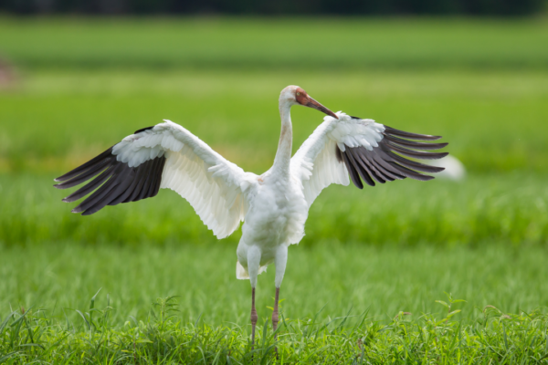 6 stunning birds that migrate to India