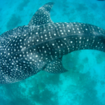 5 giant fish that rule the ocean