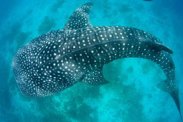 5 giant fish that rule the ocean