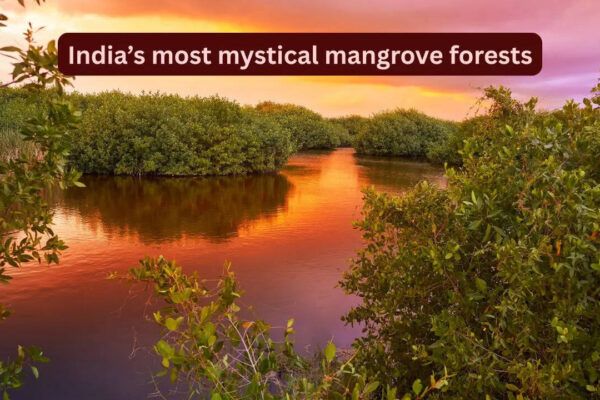 India’s most mystical and lesser-known mangrove forests travellers rarely talk about